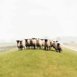 Wollen Muts Windy Merinowol Windbreaker 2021 - One Size - Grijs -Mode Verkoop wollen muts windy merinowol windbreaker 2021 one size grijs 2