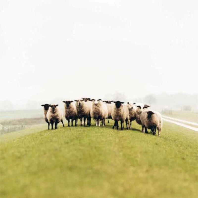 Wollen Muts Windy Merinowol Windbreaker 2022 - One Size - Groen 6 Wollen Muts Windy Merinowol Windbreaker 2022 - One Size - Groen - Afbeelding 4